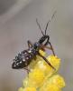 Rhynocoris sp.